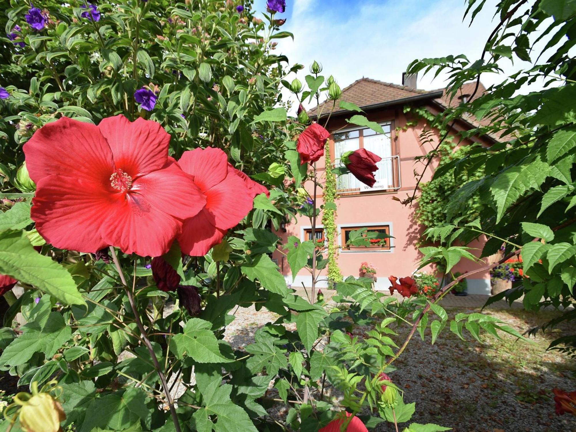Countryside Apartment With Garden Schallstadt Εξωτερικό φωτογραφία